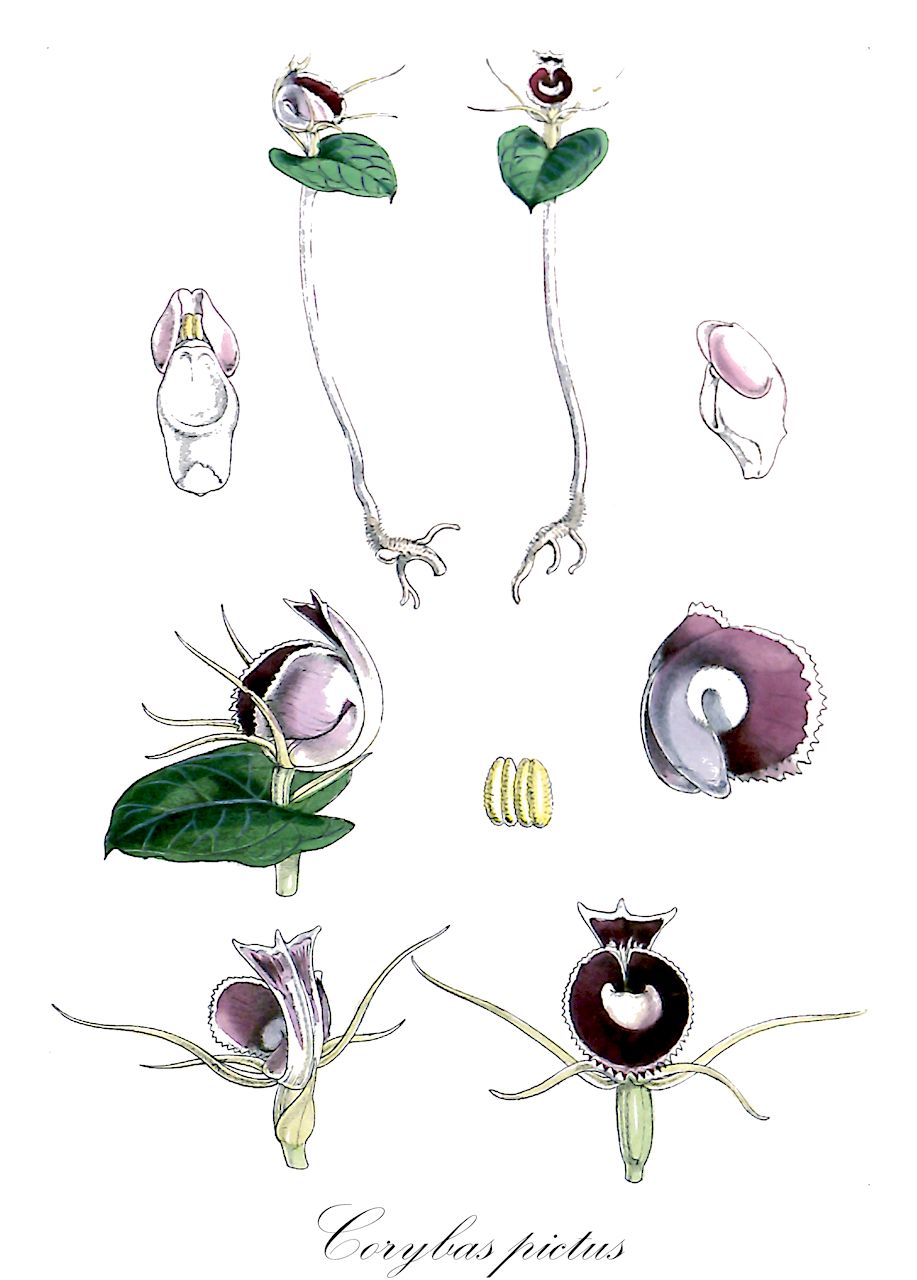 Corybas pictus - Orchidaceae,Plantae,Pteridobiotina,Angiosperms,Asparagales,Orchidaceae,Corybas,Corybas pictus,Calcearia mucronata, Calcearia picta, Corybas limbatus, Corybas mucronatus, Corybas mucronatus, Corysanthes limbata, Corysanthes mucronata, Corysanthes picta