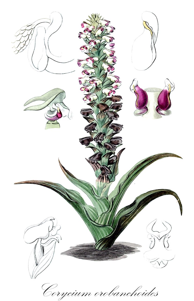 Corycium orobanchoides - Orchidaceae,Plantae,Pteridobiotina,Angiosperms,Asparagales,Orchidaceae,Corycium,Corycium orobanchoides,Corycium vestitum, Ophrys volucris, Pterygodium orobanchoides, Pterygodium vestitum, Satyrium orobanchoides