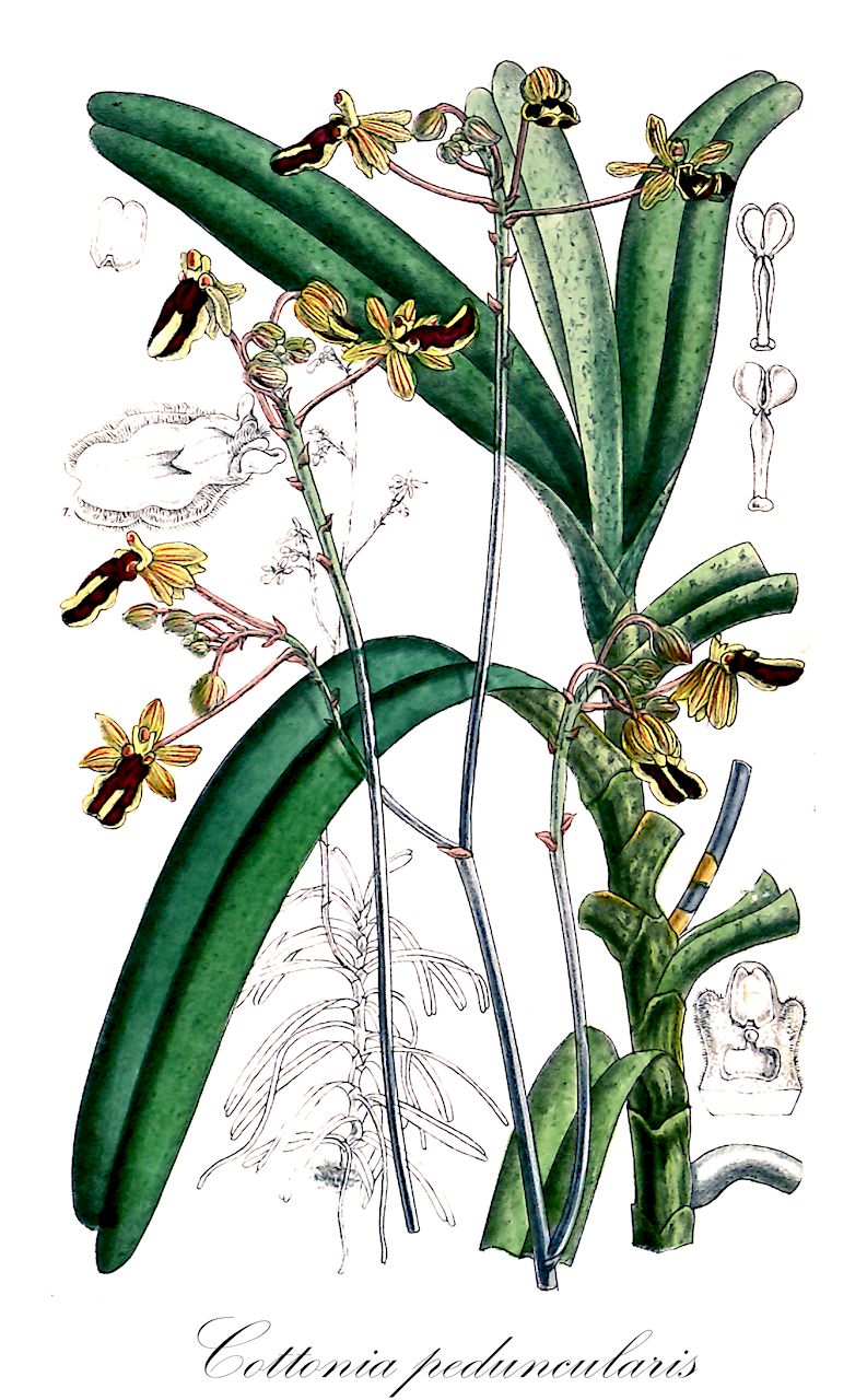 Cottonia peduncularis - Orchidaceae,Plantae,Pteridobiotina,Angiosperms,Asparagales,Orchidaceae,Cottonia,Cottonia peduncularis,Cottonia macrostachya, Vanda peduncularis