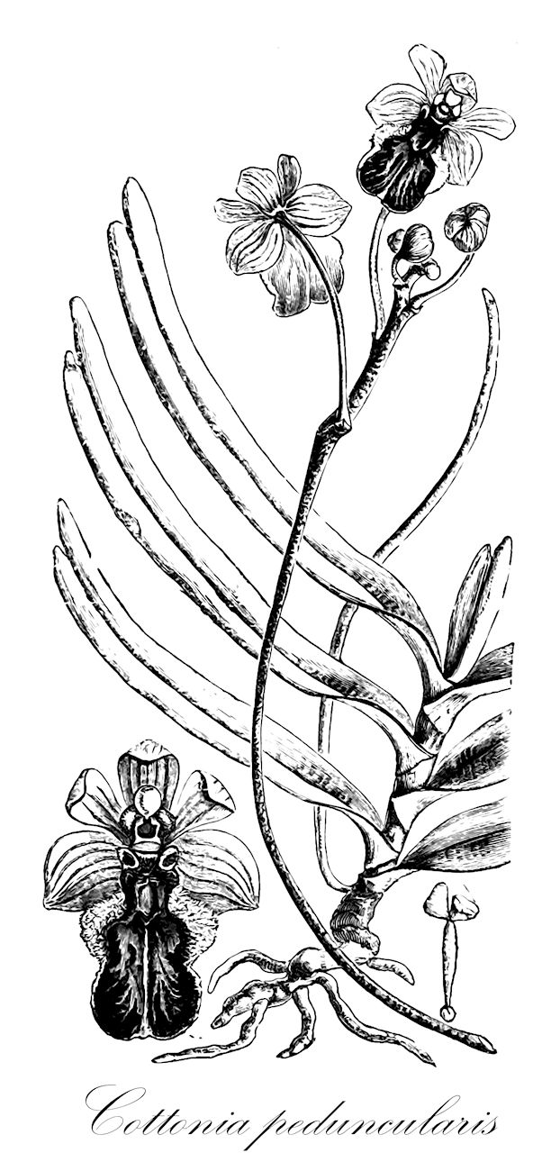 Cottonia peduncularis - Orchidaceae,Plantae,Pteridobiotina,Angiosperms,Asparagales,Orchidaceae,Cottonia,Cottonia peduncularis,Cottonia macrostachya, Vanda peduncularis