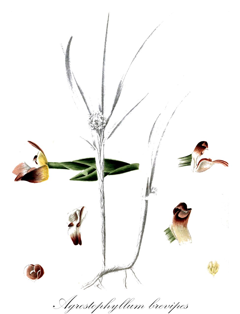 Agrostophyllum brevipes - Orchidaceae,Plantae,Pteridobiotina,Angiosperms,Asparagales,Orchidaceae,Agrostophyllum,Agrostophyllum brevipes