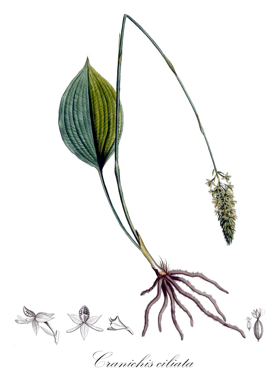 Cranichis ciliata - Orchidaceae,Plantae,Pteridobiotina,Angiosperms,Asparagales,Orchidaceae,Cranichis,Cranichis ciliata,Cranichis pachnodes, Cranichis sororia, Ophrys ciliata