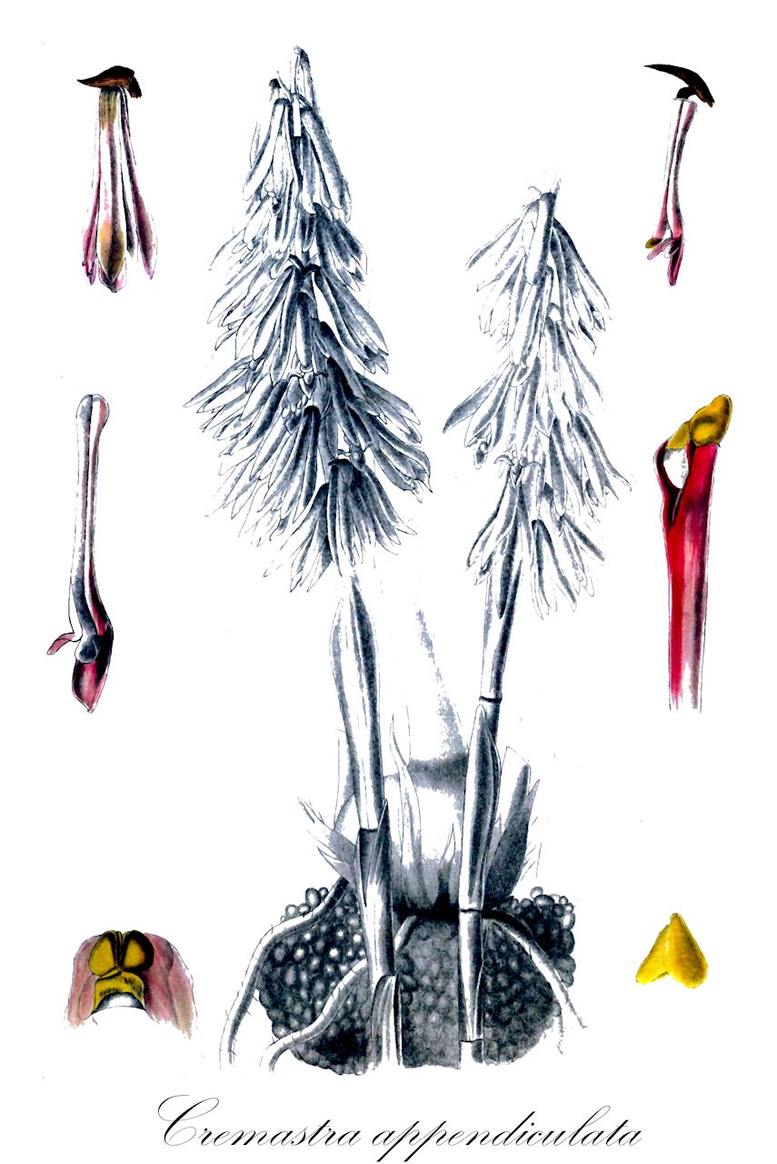 Cremastra appendiculata - Orchidaceae,Aplectrum appendiculatum, Cremastra appendiculata, Cremastra wallichiana, Cymbidium appendiculatum,Plantae,Pteridobiotina,Angiosperms,Asparagales,Orchidaceae,Cremastra,Cremastra appendiculata