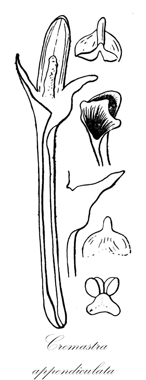 Cremastra appendiculata - Orchidaceae,Plantae,Pteridobiotina,Angiosperms,Asparagales,Orchidaceae,Cremastra,Cremastra appendiculata,Aplectrum appendiculatum, Cremastra appendiculata, Cremastra wallichiana, Cymbidium appendiculatum
