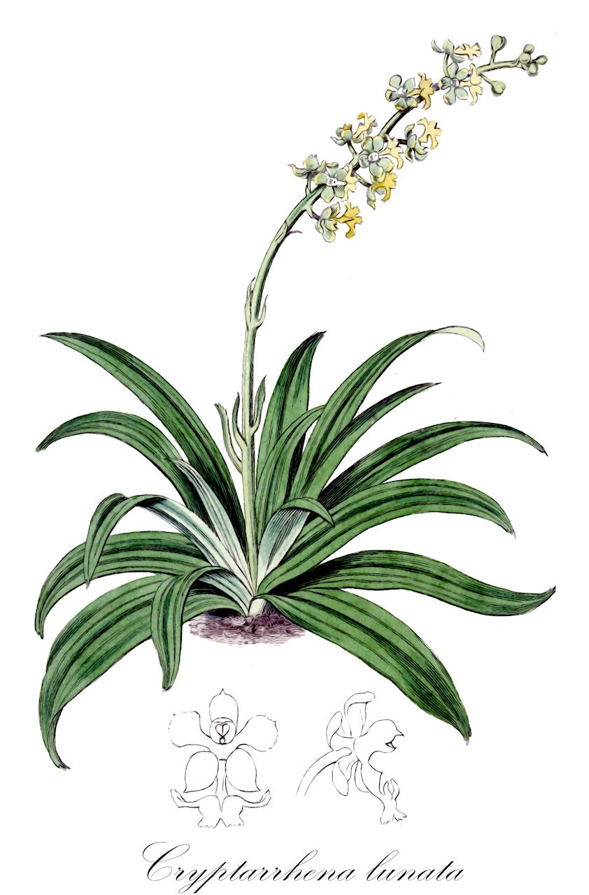 Cryptarrhena lunata - Orchidaceae,Plantae,Pteridobiotina,Angiosperms,Asparagales,Orchidaceae,Cryptarrhena,Cryptarrhena lunata,Clinhymenia pallidiflora, Cryptarrhena pallidiflora, Orchidofunckia pallidiflora