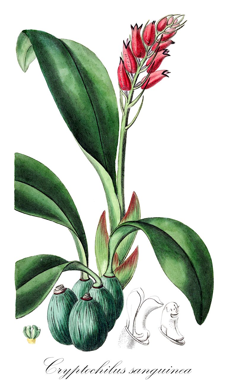 Cryptochilus sanguinea - Orchidaceae,Plantae,Pteridobiotina,Angiosperms,Asparagales,Orchidaceae,Cryptochilus,Cryptochilus sanguinea