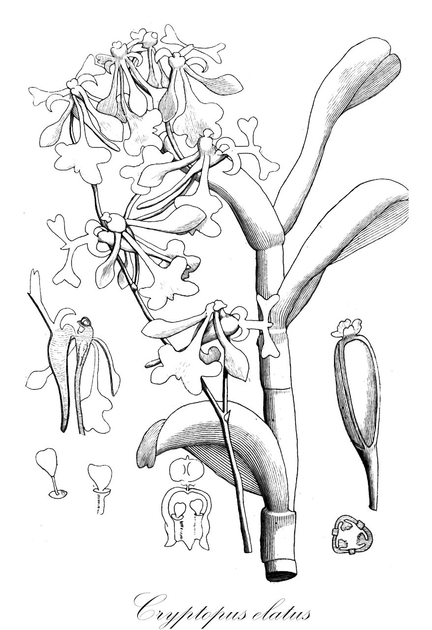 Cryptopus elatus - Orchidaceae,Plantae,Pteridobiotina,Angiosperms,Asparagales,Orchidaceae,Cryptopus,Cryptopus elatus,Angorkis elangis, Angraecum elatum, Beclardia elata, Epidendrum dipterum, Limodorum dipterum