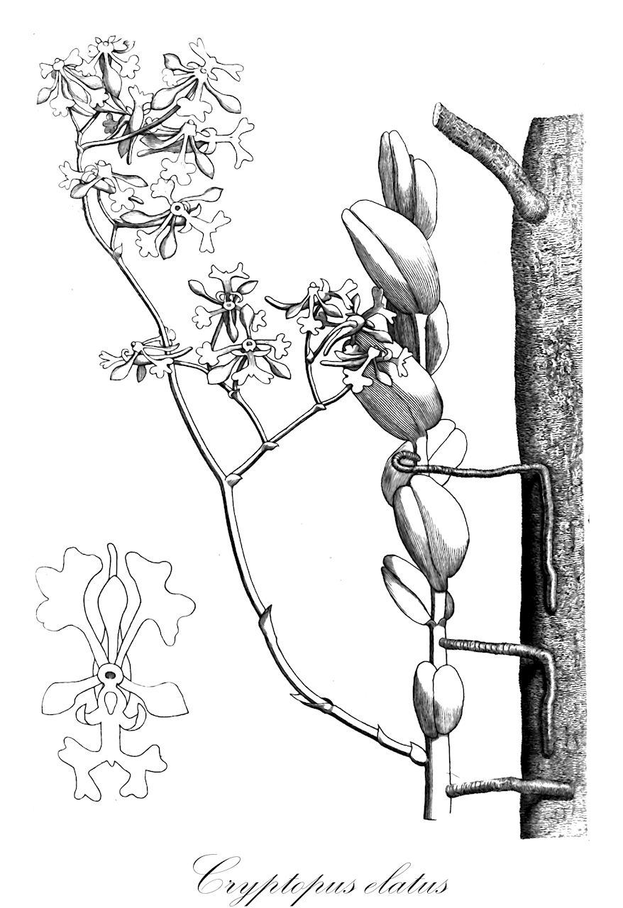 Cryptopus elatus - Orchidaceae,Plantae,Pteridobiotina,Angiosperms,Asparagales,Orchidaceae,Cryptopus,Cryptopus elatus,Angorkis elangis, Angraecum elatum, Beclardia elata, Epidendrum dipterum, Limodorum dipterum