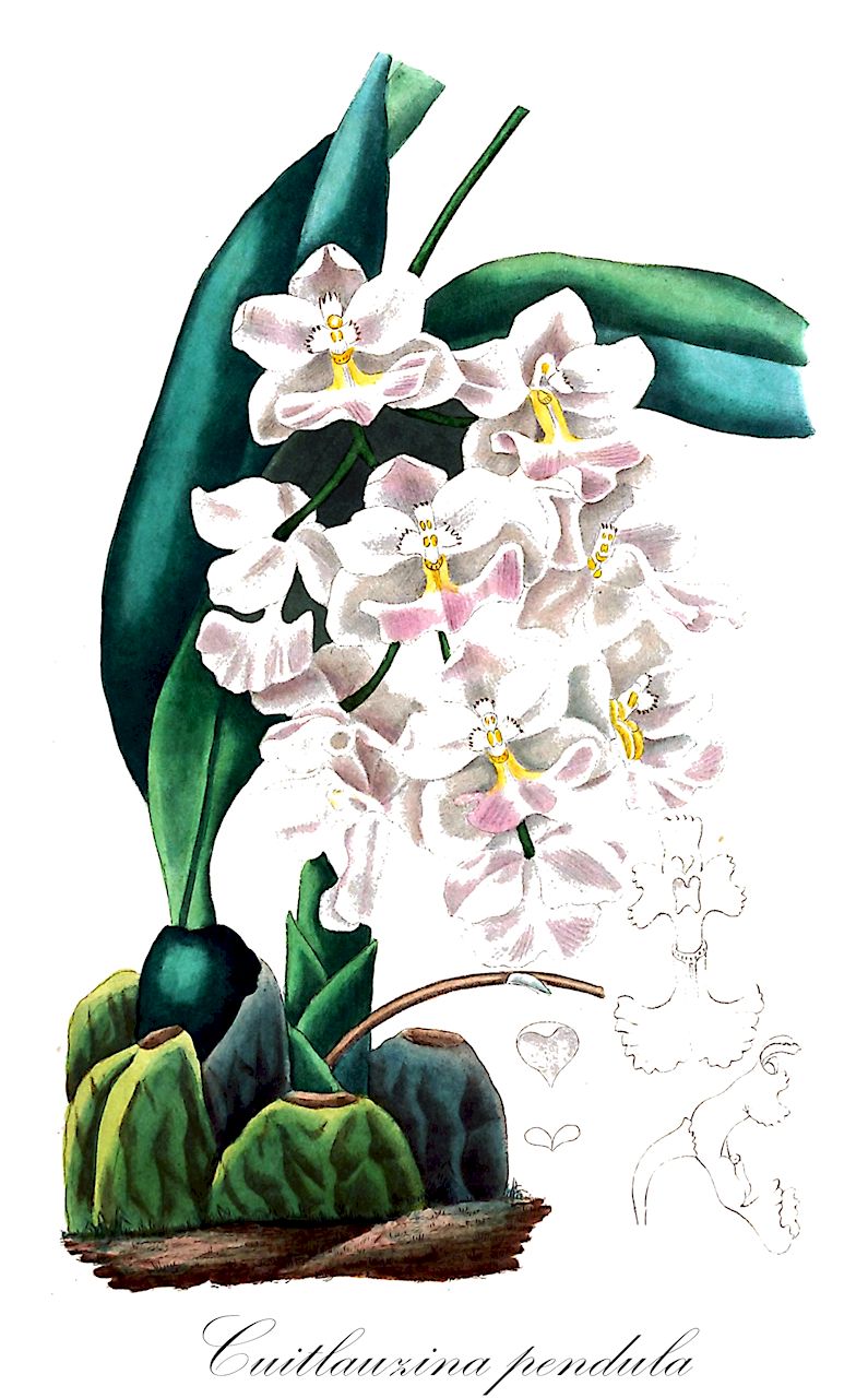 Cuitlauzina pendula - Orchidaceae,Plantae,Pteridobiotina,Angiosperms,Asparagales,Orchidaceae,Cuitlauzina,Cuitlauzina pendula,Cuitlauzina pendula f. rosella, Lichterveldia lindleyi, Odontoglossum citrosmum, Odontoglossum citrosmum var. rosellum, Odontoglossum citrosmum var. roseum, Odontoglossum pendulum, Oncidium citrosmum, Oncidium galeottianum