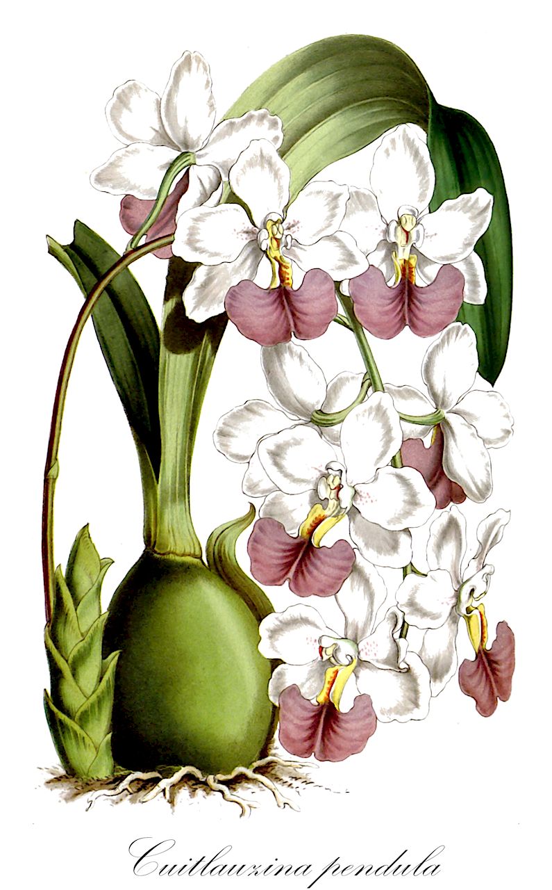 Cuitlauzina pendula - Orchidaceae,Plantae,Pteridobiotina,Angiosperms,Asparagales,Orchidaceae,Cuitlauzina,Cuitlauzina pendula,Cuitlauzina pendula f. rosella, Lichterveldia lindleyi, Odontoglossum citrosmum, Odontoglossum citrosmum var. rosellum, Odontoglossum citrosmum var. roseum, Odontoglossum pendulum, Oncidium citrosmum, Oncidium galeottianum