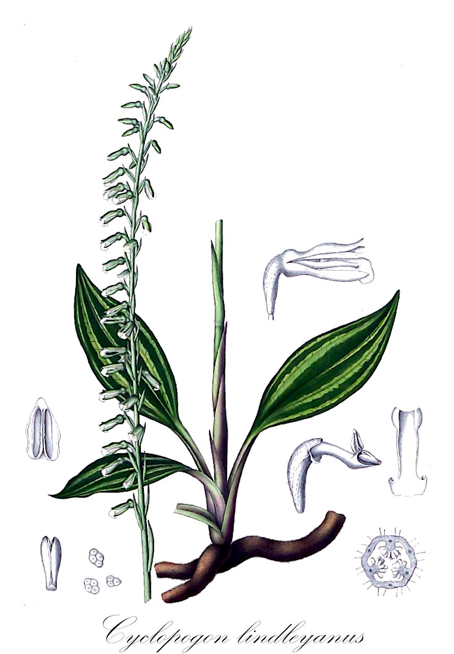 Cyclopogon lindleyanus - Orchidaceae,Plantae,Pteridobiotina,Angiosperms,Asparagales,Orchidaceae,Cyclopogon,Cyclopogon lindleyanus,Beadlea lindleyana, Cyclopogon densiflorus, Cyclopogon pamii, Gyrostachys lindleyana, Spiranthes lindleyana, Spiranthes pamii, Spiranthes pamii var. brevipetiolatus, Spiranthes pamii var. bruneolus, Spiranthes pamii var. spiralis
