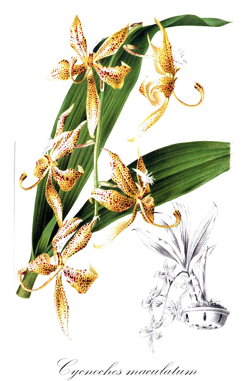 Cycnoches maculatum - Orchidaceae,Plantae,Pteridobiotina,Angiosperms,Asparagales,Orchidaceae,Cycnoches,Cycnoches maculatum