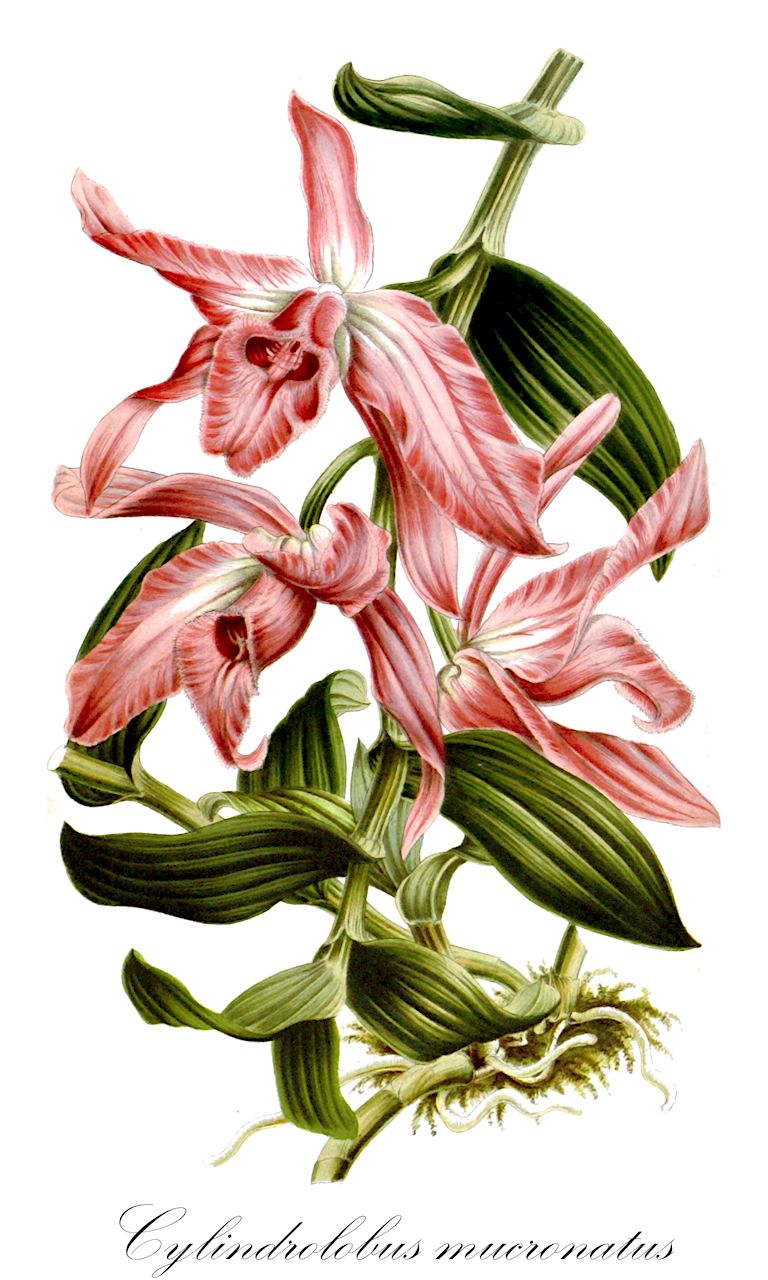 Cylindrolobus mucronatus - Orchidaceae,Plantae,Pteridobiotina,Angiosperms,Asparagales,Orchidaceae,Cylindrolobus,Cylindrolobus mucronatus,Cylindrolobus rhodobracteus, Cylindrolobus rigidus, Dendrobium macranthum, Eria elongata, Eria mucronata, Eria pendula, Eria rhodobractea, Eria rigida, Pinalia elongata, Pinalia mucronata, Pinalia rigida, Pinalia rigida, Trichotosia elongata, Trichotosia mucronata, Trichotosia pendula, Trichotosia rigida