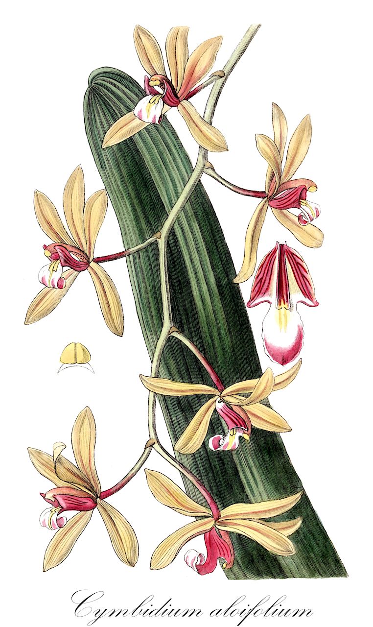 Cymbidium aloifolium - Orchidaceae,Plantae,Pteridobiotina,Angiosperms,Asparagales,Orchidaceae,Cymbidium,Cymbidium aloifolium,Aerides borassi, Cymbidium aloifolium f. album, Cymbidium aloifolium f. flavescens, Cymbidium erectum, Cymbidium intermedium, Cymbidium pendulum, Cymbidium simulans, Epidendrum aloides, Epidendrum aloifolium, Epidendrum pendulum, Limodorum aloifolium