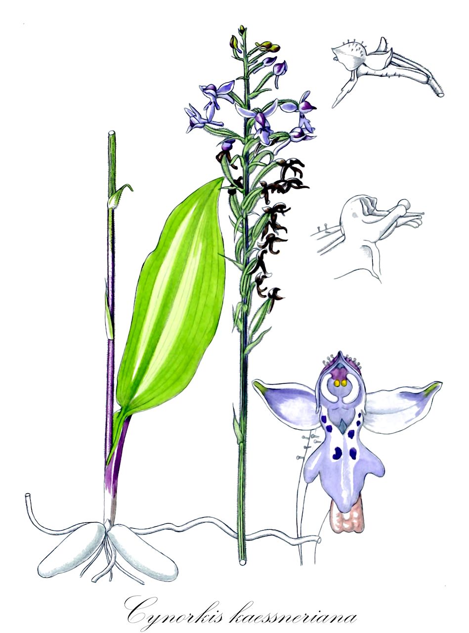 Cynorkis kaessneriana - Orchidaceae,Plantae,Pteridobiotina,Angiosperms,Asparagales,Orchidaceae,Cynorkis,Cynorkis kaessneriana,Bicornella kassneriana, Cynorkis glandulosa, Cynorkis kassneriana subsp. tenuior, Cynorkis rupicola