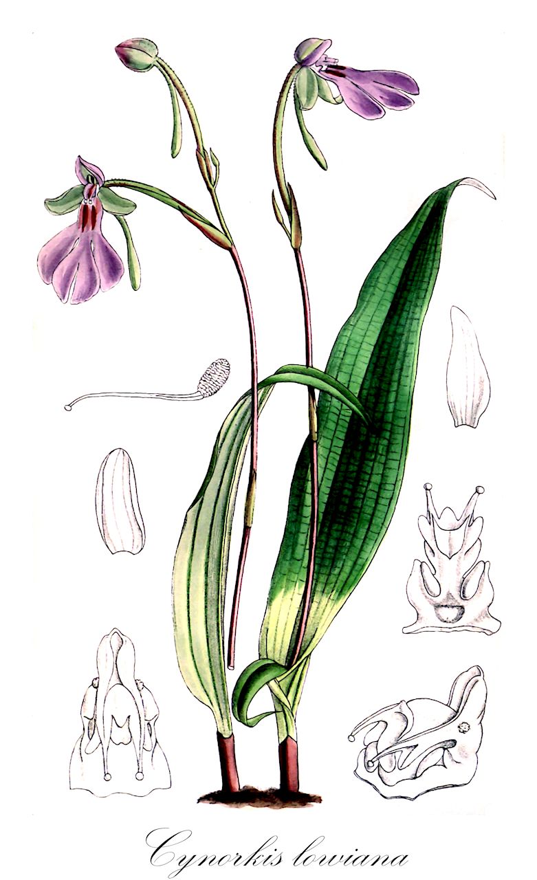 Cynorkis lowiana - Orchidaceae,Plantae,Pteridobiotina,Angiosperms,Asparagales,Orchidaceae,Cynorkis,Cynorkis lowiana,Cynorkis purpurascens, Lowiorchis lowiana