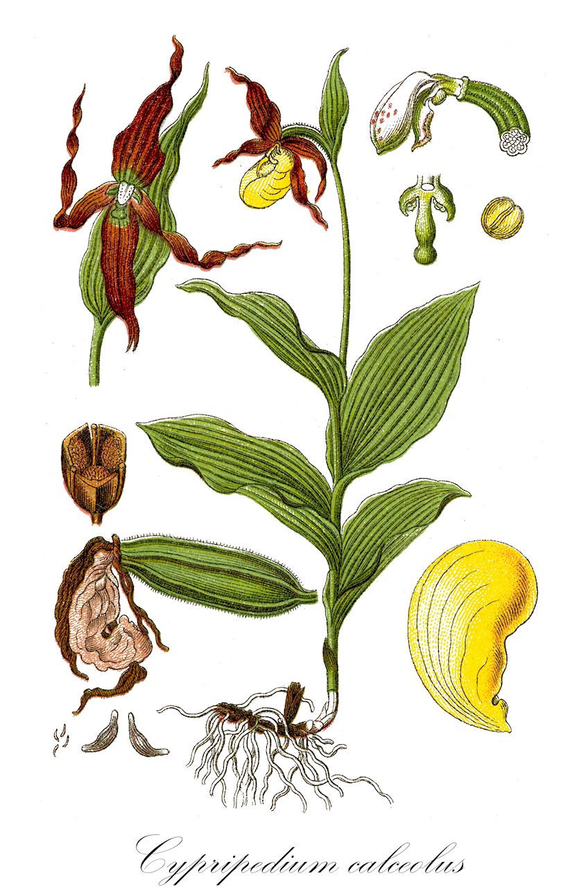 Cypripedium calceolus - Orchidaceae,Plantae,Pteridobiotina,Angiosperms,Asparagales,Orchidaceae,Cypripedium,Cypripedium calceolus,Calceolus alternifolius, Calceolus marianus, Cypripedilon marianus, Cypripedium alternifolium, Cypripedium atsmori, Cypripedium boreale, Cypripedium calceolus f. grandifolium, Cypripedium calceolus f. triflorum, Cypripedium calceolus prol. biflorum, Cypripedium calceolus var. bellum, Cypripedium calceolus var. biflorum, Cypripedium calceolus var. citrina, Cypripedium calceolus var. citrinum, Cypripedium calceolus var. viridiflora, Cypripedium calceolus var. viridiflorum, Cypripedium cruciatum, Cypripedium ferrugineum, Cypripedium guttatum subsp. microsaccos, Cypripedium microsaccos,Frauenschuh;Echter Frauenschuh;Gelber Frauenschuh;Marien-Frauenschuh;Europäischer Frauenschuh;lady's-slipper;lady's slipper orchid;Sabot de Vénus;cypripède;cypripède sabot;pantoufle de Notre-Dame;sabot de la Vierge;soulier de la Vierge;chapín;zapaticos de la Virgen;zueco;Pianelle della Madonna;pianelle delle Madonna;vrouwenschoentje;башмачек обыкновенный;венерин башмачок настоящий;lulepantofël;sabatetes;sabatetes de la Mare de Déu;gospina papučica;guckusko;fruesko;obuwik pospolity;lepi čeveljc;boldogasszony papucsa;papucskosbor;rigópohár;Vénusz sarucska;střevíčník pantoflíček;papuc-doamnei;črievičník papučkový;зозулині черевички справжн;венерина обувка;kaunis kuldking;dzeltenā dzegužkurpitė;marisko;lehtotikankontti;plačialapė klumpaitė;biāo lán;杓兰