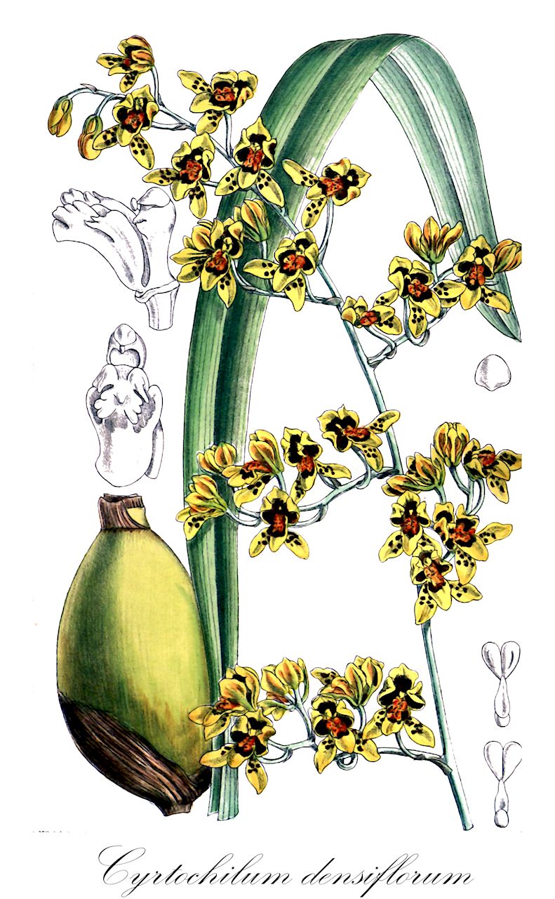 Cyrtochilum densiflorum - Orchidaceae,Plantae,Pteridobiotina,Angiosperms,Asparagales,Orchidaceae,Cyrtochilum,Cyrtochilum densiflorum,Cyrtochilum macrum, Cyrtochilum posadarum, Cyrtochilum ramulosum, Cyrtochilum robustum, Odontoglossum densiflorum, Odontoglossum macrum, Odontoglossum posadarum, Odontoglossum ramulosum, Odontoglossum robustum, Oncidium densiflorum, Oncidium macrum, Oncidium ramulosum, Trigonochilum densiflorum, Trigonochilum robustum