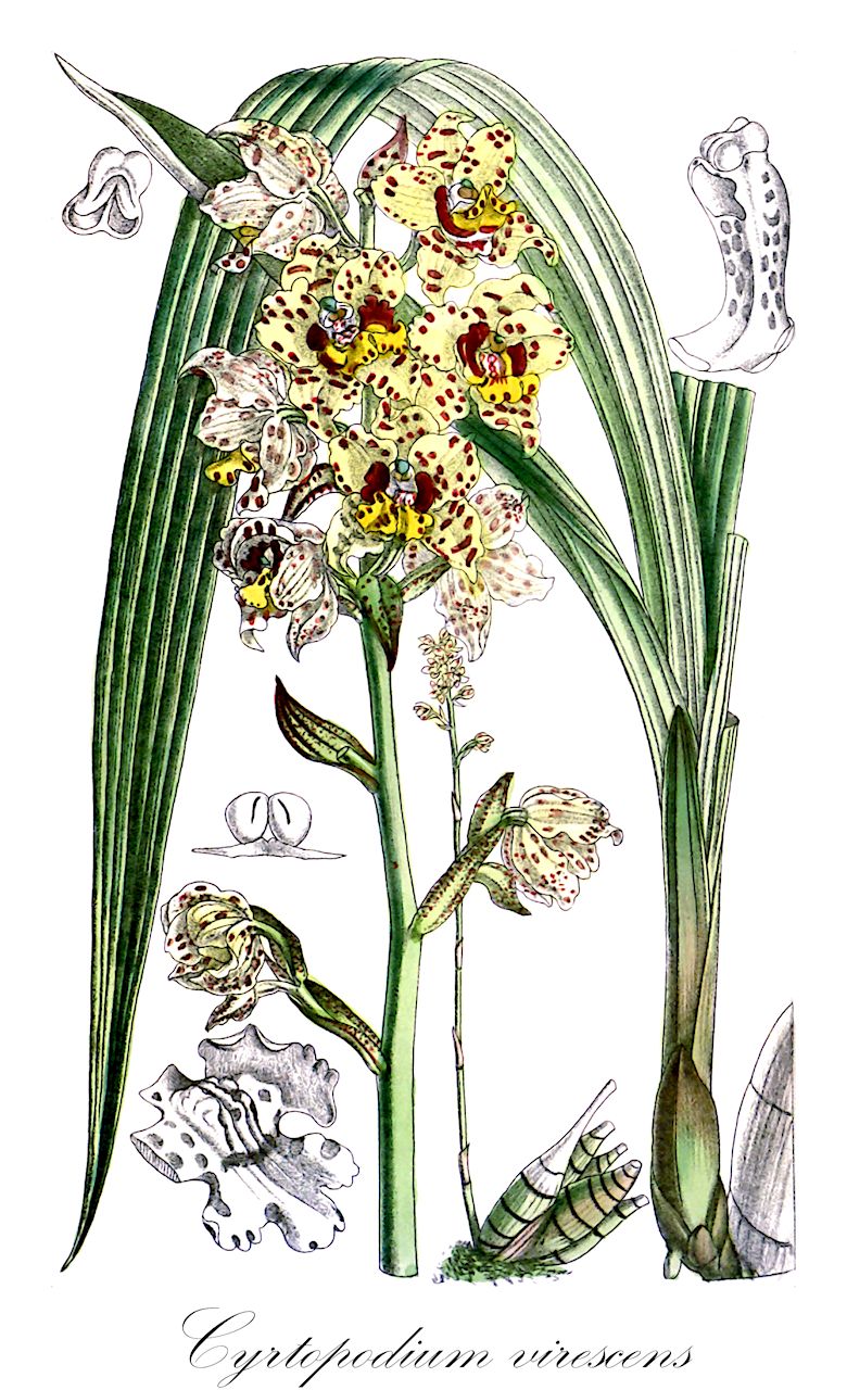 Cyrtopodium virescens - Orchidaceae,Plantae,Pteridobiotina,Angiosperms,Asparagales,Orchidaceae,Cyrtopodium,Cyrtopodium virescens,Cyrtopodium buchtienii, Cyrtopodium orophilum