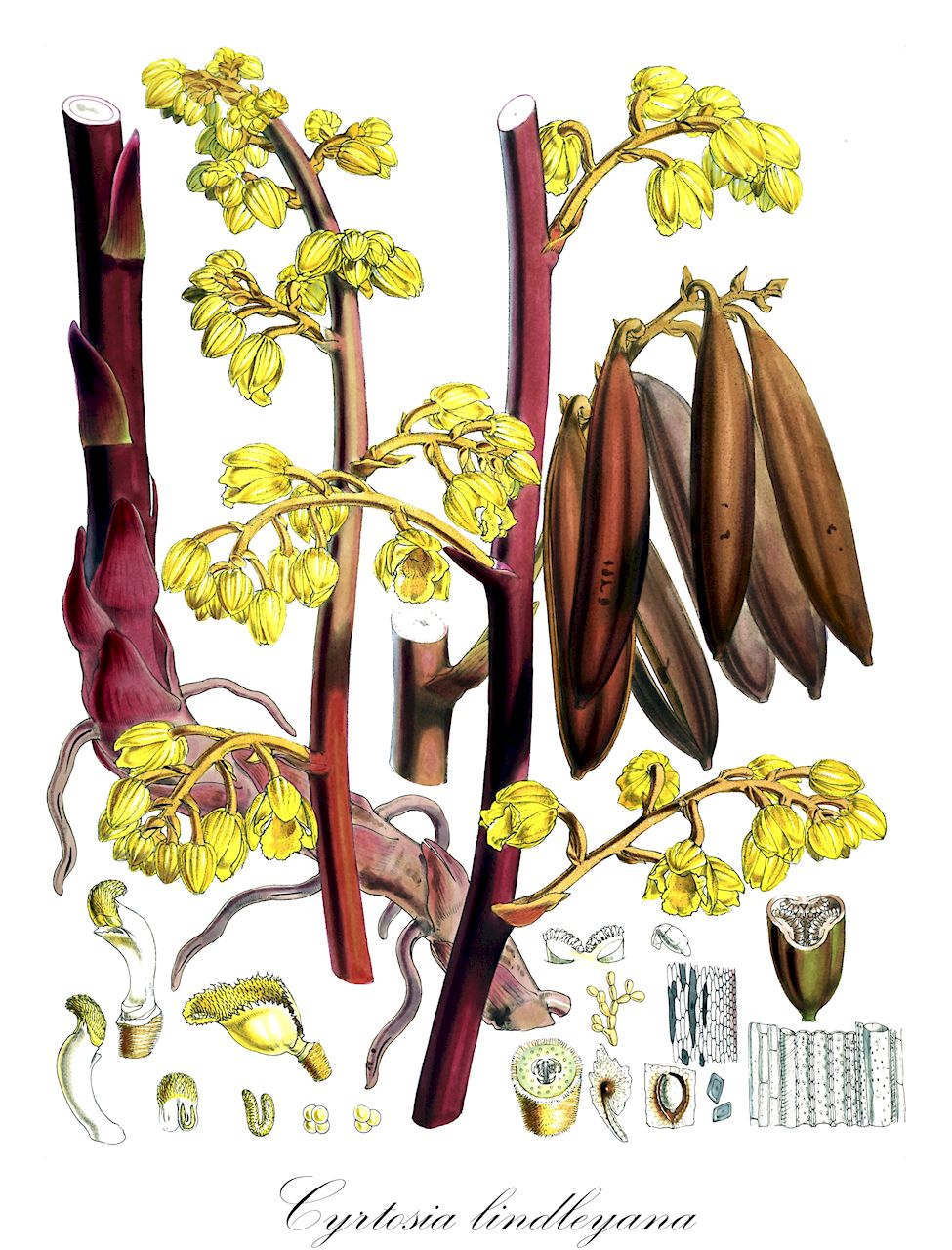 Cyrtosia lindleyana - Orchidaceae,Plantae,Pteridobiotina,Angiosperms,Asparagales,Orchidaceae,Cyrtosia,Cyrtosia lindleyana,Erythrorchis lindleyana, Galeola kwangsiensis, Galeola lindleyana, Galeola lindleyana var. unicolor, Galeola matsudae
