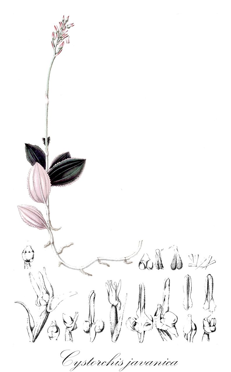 Cystorchis javanica - Orchidaceae,Plantae,Pteridobiotina,Angiosperms,Asparagales,Orchidaceae,Cystorchis,Cystorchis javanica,Anoectochilus javanicus, Anoectochilus javanicus, Cystorchis variegata var. purpurea, Hetaeria javanica