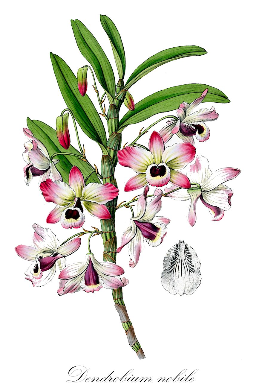Dendrobium nobile - Orchidaceae,Plantae,Pteridobiotina,Angiosperms,Asparagales,Orchidaceae,Dendrobium,Dendrobium nobile,Callista nobilis, Dendrobium chlorostylum, Dendrobium coerulescens, Dendrobium formosanum, Dendrobium lindleyanum, Dendrobium nobile f. cooksonianum, Dendrobium nobile f. nobilius, Dendrobium nobile f. virginale, Dendrobium nobile unr. virginale, Dendrobium nobile var. alboluteum, Dendrobium nobile var. alboluteum, Dendrobium nobile var. anomalum, Dendrobium nobile var. cooksonianum, Dendrobium nobile var. excellens, Dendrobium nobile var. formosanum, Dendrobium nobile var. luteum, Dendrobium nobile var. majus, Dendrobium nobile var. nobilius, Dendrobium nobile var. nobilus, Dendrobium nobile var. splendidum, Dendrobium wallichianum