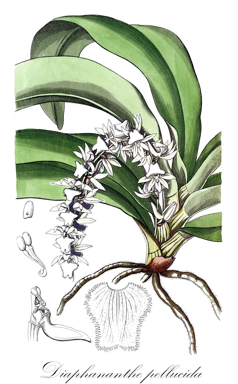 Diaphananthe pellucida - Orchidaceae,Plantae,Pteridobiotina,Angiosperms,Asparagales,Orchidaceae,Diaphananthe,Diaphananthe pellucida,Aerangis pallida, Angraecum althoffii, Angraecum pallidum, Angraecum pellucidum, Epidorkis pellucida, Listrostachys althoffi, Listrostachys pellucida, Listrostachys pellucida, Listrostachys thonneriana, Mystacidium pellucidum