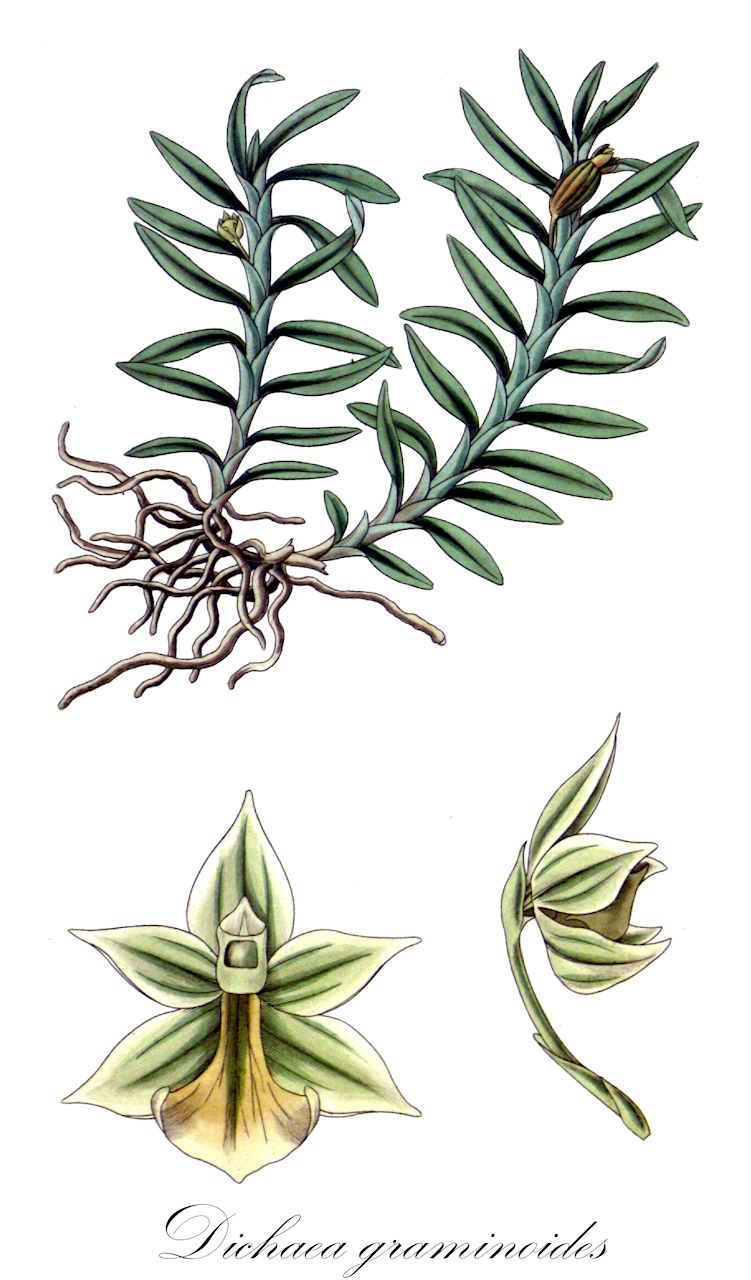 Dichaea graminoides - Orchidaceae,Plantae,Pteridobiotina,Angiosperms,Asparagales,Orchidaceae,Dichaea,Dichaea graminoides,Cymbidium graminoides, Dichaea graminea, Dichaeopsis graminoides, Epidendrum graminoides, Epithecia graminoides, Epithecia graminoides, Isochilus graminoides