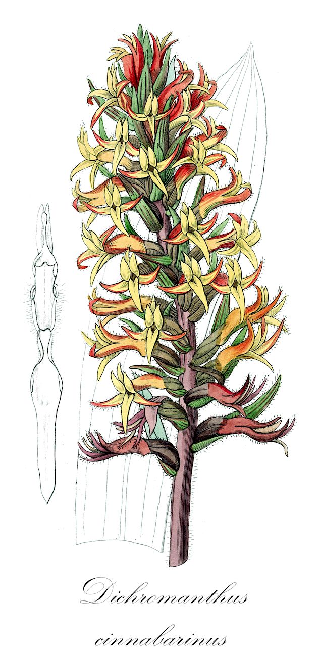 Dichromanthus cinnabarinus - Orchidaceae,Plantae,Pteridobiotina,Angiosperms,Asparagales,Orchidaceae,Dichromanthus,Dichromanthus cinnabarinus