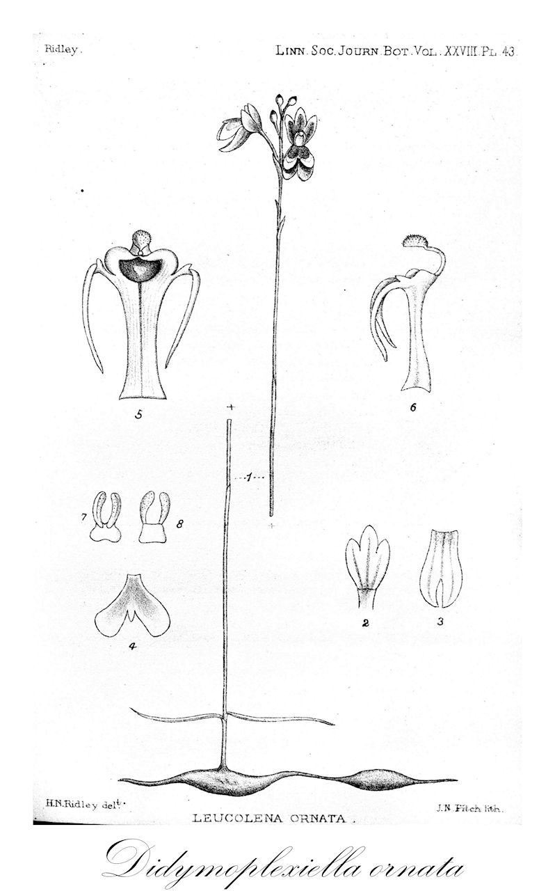 Didymoplexiella ornata - Orchidaceae,Didymoplexis ornata, Leucolena ornata,Plantae,Pteridobiotina,Angiosperms,Asparagales,Orchidaceae,Didymoplexiella,Didymoplexiella ornata