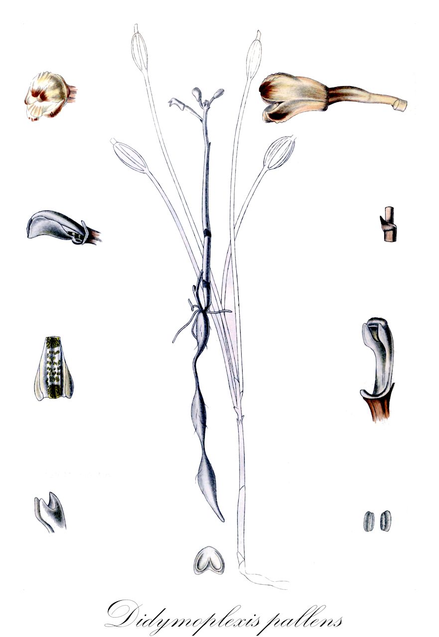 Didymoplexis pallens - Orchidaceae,Apetalon minutum, Arethusa bengalensis, Arethusa ecristata, Cheirostylis kanarensis, Didymoplexis brevipes, Didymoplexis subcampanulata, Didymoplexis sylvatica, Epiphanes pallens, Gastrodia pallens, Leucorchis minuta, Leucorchis sylvatica,Plantae,Pteridobiotina,Angiosperms,Asparagales,Orchidaceae,Didymoplexis,Didymoplexis pallens