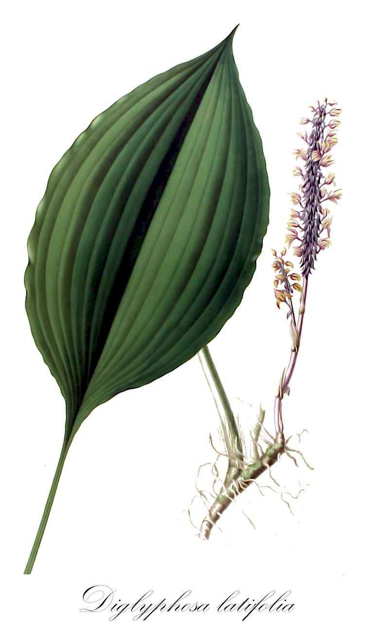 Diglyphosa latifolia - Orchidaceae,Chrysoglossum latifolium, Chrysoglossum macrophyllum, Diglyphis latifolia, Diglyphosa macrophylla,Plantae,Pteridobiotina,Angiosperms,Asparagales,Orchidaceae,Diglyphosa,Diglyphosa latifolia