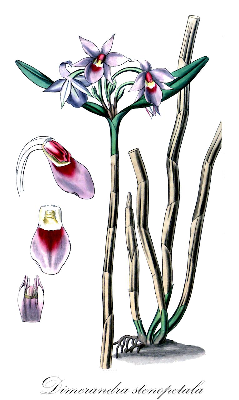 Dimerandra stenopetala - Orchidaceae,Plantae,Pteridobiotina,Angiosperms,Asparagales,Orchidaceae,Dimerandra,Dimerandra stenopetala,Caularthron umbellatum, Epidendrum stenopetalum