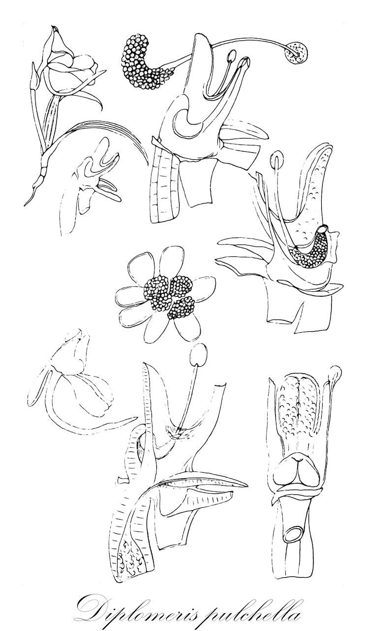 Diplomeris pulchella - Orchidaceae,Plantae,Pteridobiotina,Angiosperms,Asparagales,Orchidaceae,Diplomeris,Diplomeris pulchella,Diplochilos longifolius, Diplomeris boxallii, Habenaria uniflora, Orchis uniflora, Paragnathis pulchella