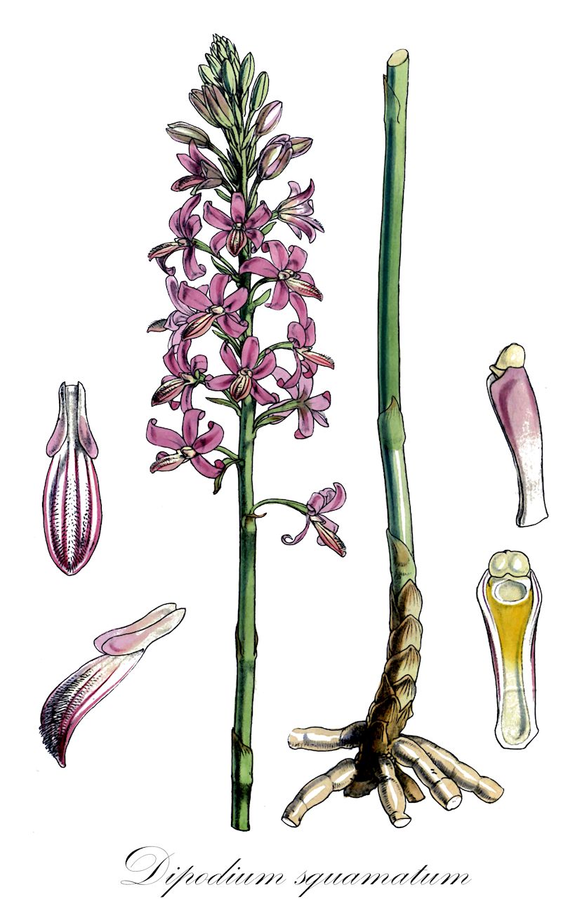 Dipodium squamatum - Orchidaceae,Plantae,Pteridobiotina,Angiosperms,Asparagales,Orchidaceae,Dipodium,Dipodium squamatum,Corallorhiza squamata, Cymbidium squamatum, Dendrobium punctatum, Dipodium carinatum, Dipodium gracile, Dipodium heimianum, Dipodium punctatum, Dipodium punctatum var. album, Dipodium punctatum var. squamatum, Epidendrum squamatum, Ophrys squamata, Trichochilus neoebudicus, Wailesia punctata