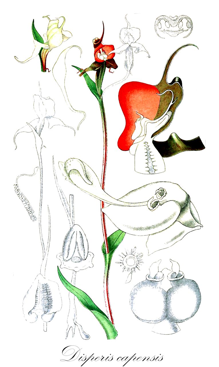 Disperis capensis - Orchidaceae,Plantae,Pteridobiotina,Angiosperms,Asparagales,Orchidaceae,Disperis,Disperis capensis,Arethusa capensis, Dipera capensis