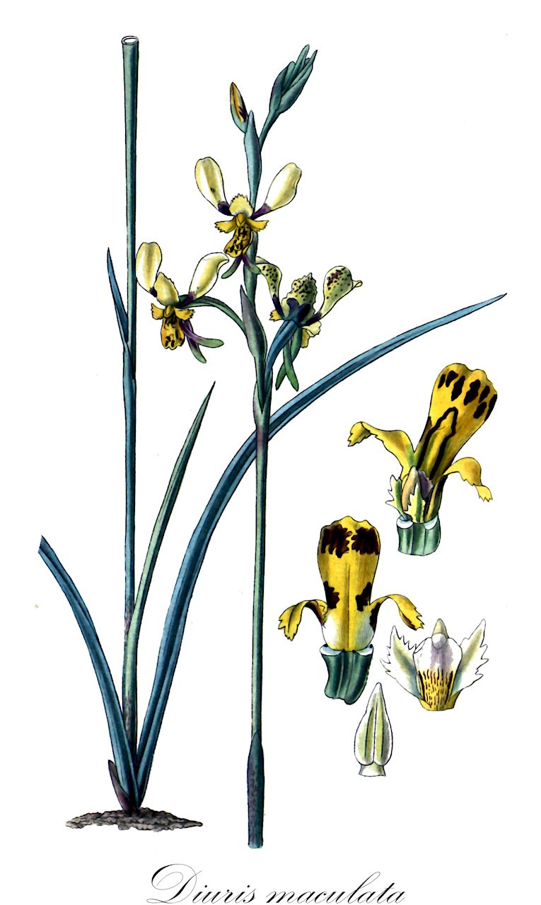 Diuris maculata - Orchidaceae,Plantae,Pteridobiotina,Angiosperms,Asparagales,Orchidaceae,Diuris,Diuris maculata,Diuris maculata var. concolor