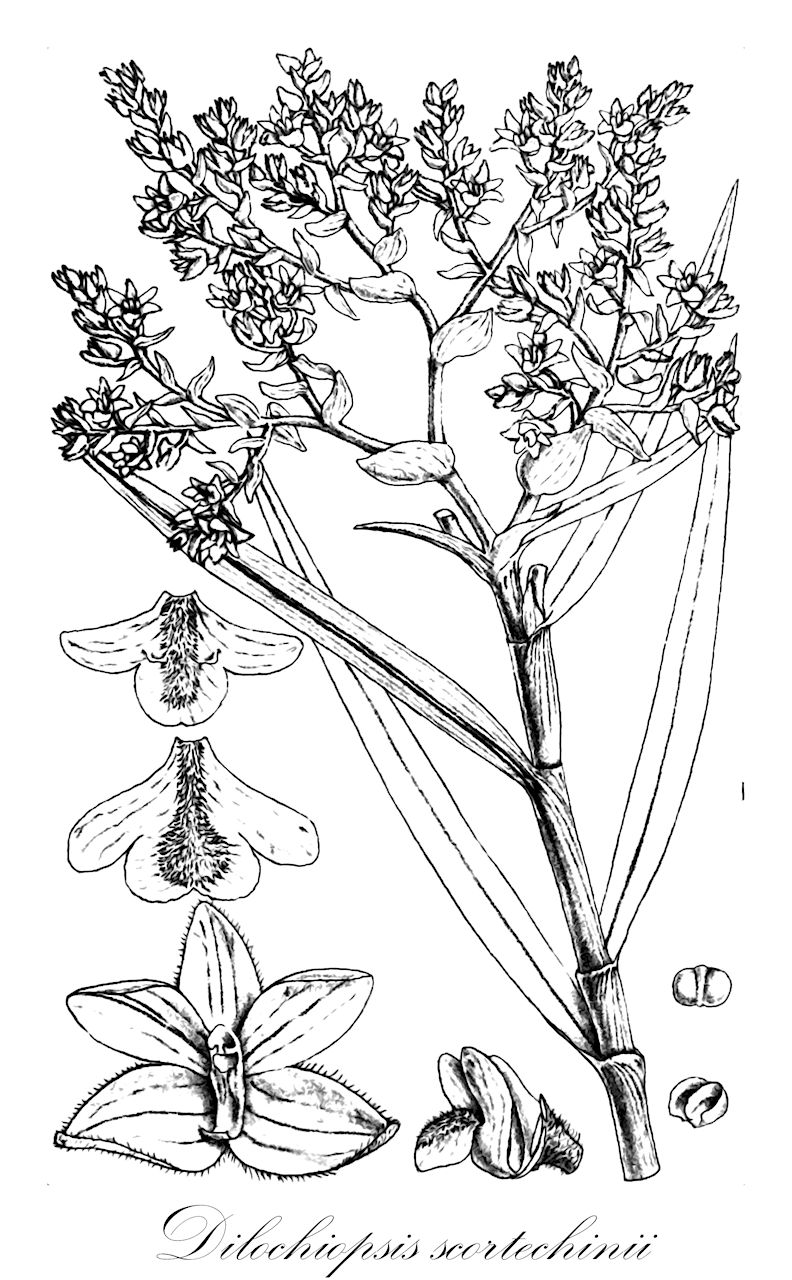Dilochiopsis scortechinii - Orchidaceae,Plantae,Pteridobiotina,Angiosperms,Asparagales,Orchidaceae,Dilochiopsis,Dilochiopsis scortechinii,Dolichocentrum scortechinii, Eria scortechinii, Pinalia scortechinii