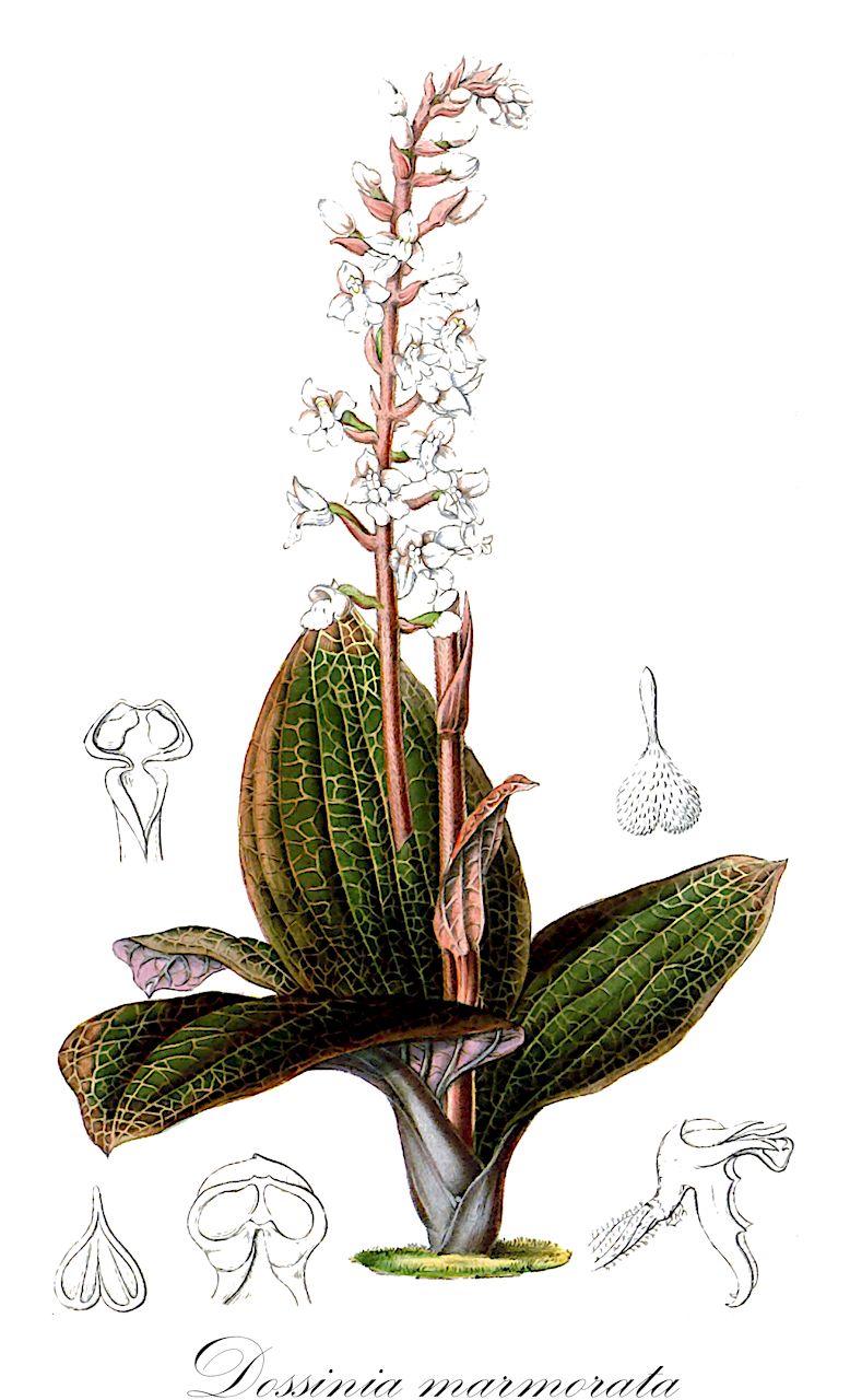 Dossinia marmorata - Orchidaceae,Plantae,Pteridobiotina,Angiosperms,Asparagales,Orchidaceae,Dossinia,Dossinia marmorata,Anoectochilus lowii, Anoectochilus lowii, Anoectochilus lowii var. virescens, Cheirostylis marmorata, Ludisia argyroneura, Macodes marmorata
