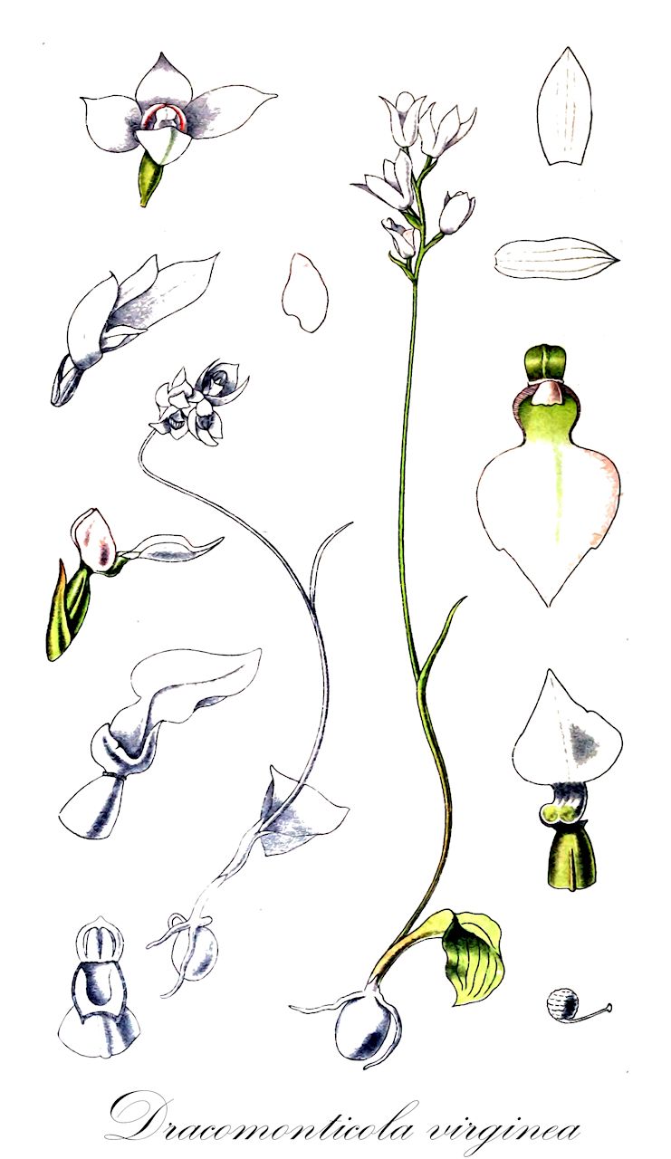 Dracomonticola virginea - Orchidaceae,Plantae,Pteridobiotina,Angiosperms,Asparagales,Orchidaceae,Dracomonticola,Dracomonticola virginea,Brachycorythis virginea, Gymnadenia virginea, Neobolusia virginea, Platanthera virginea