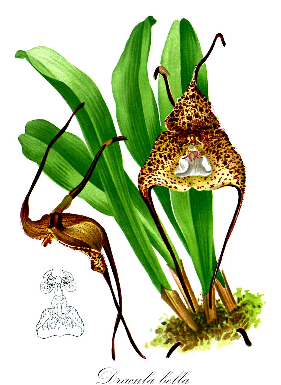 Dracula bella - Orchidaceae,Plantae,Pteridobiotina,Angiosperms,Asparagales,Orchidaceae,Dracula,Dracula bella,Masdevallia bella