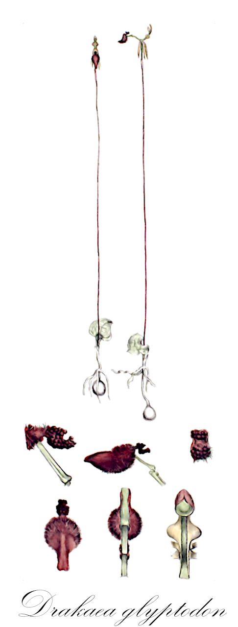 Drakaea glyptodon - Orchidaceae,Plantae,Pteridobiotina,Angiosperms,Asparagales,Orchidaceae,Drakaea,Drakaea glyptodon