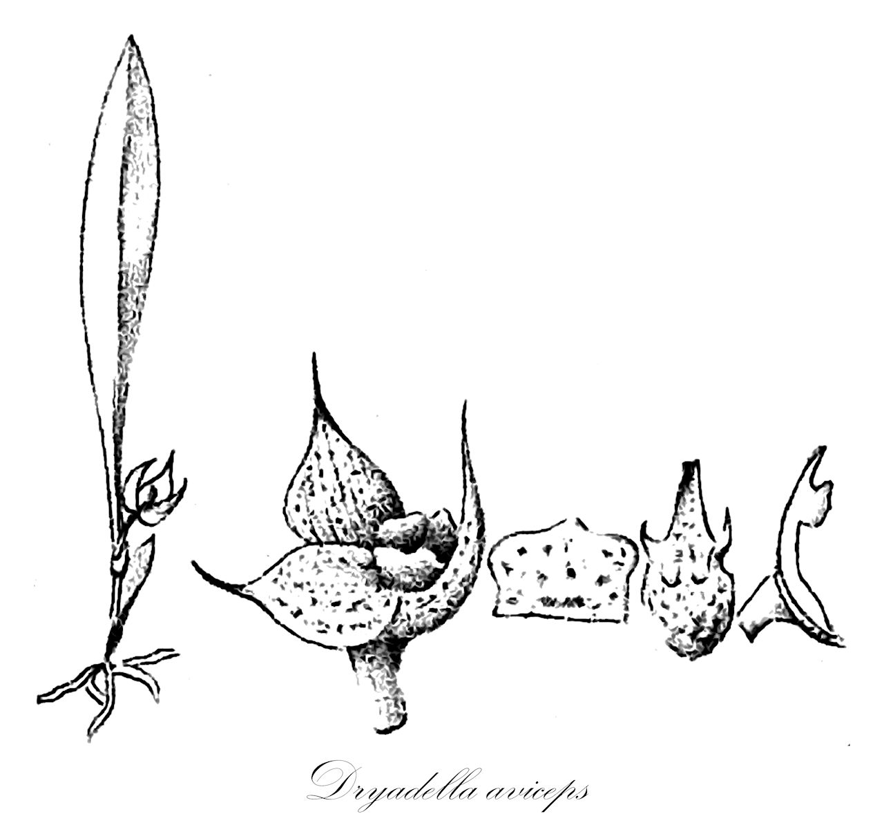 Dryadella aviceps - Orchidaceae,Plantae,Pteridobiotina,Angiosperms,Asparagales,Orchidaceae,Dryadella,Dryadella aviceps,Dryadella obrieniana, Dryadella silvana, Masdevallia aviceps, Masdevallia bradei, Masdevallia obrieniana, Masdevallia paulensis, Masdevallia sessilis, Masdevallia simula var. obrieniana, Pleurothallis aviceps