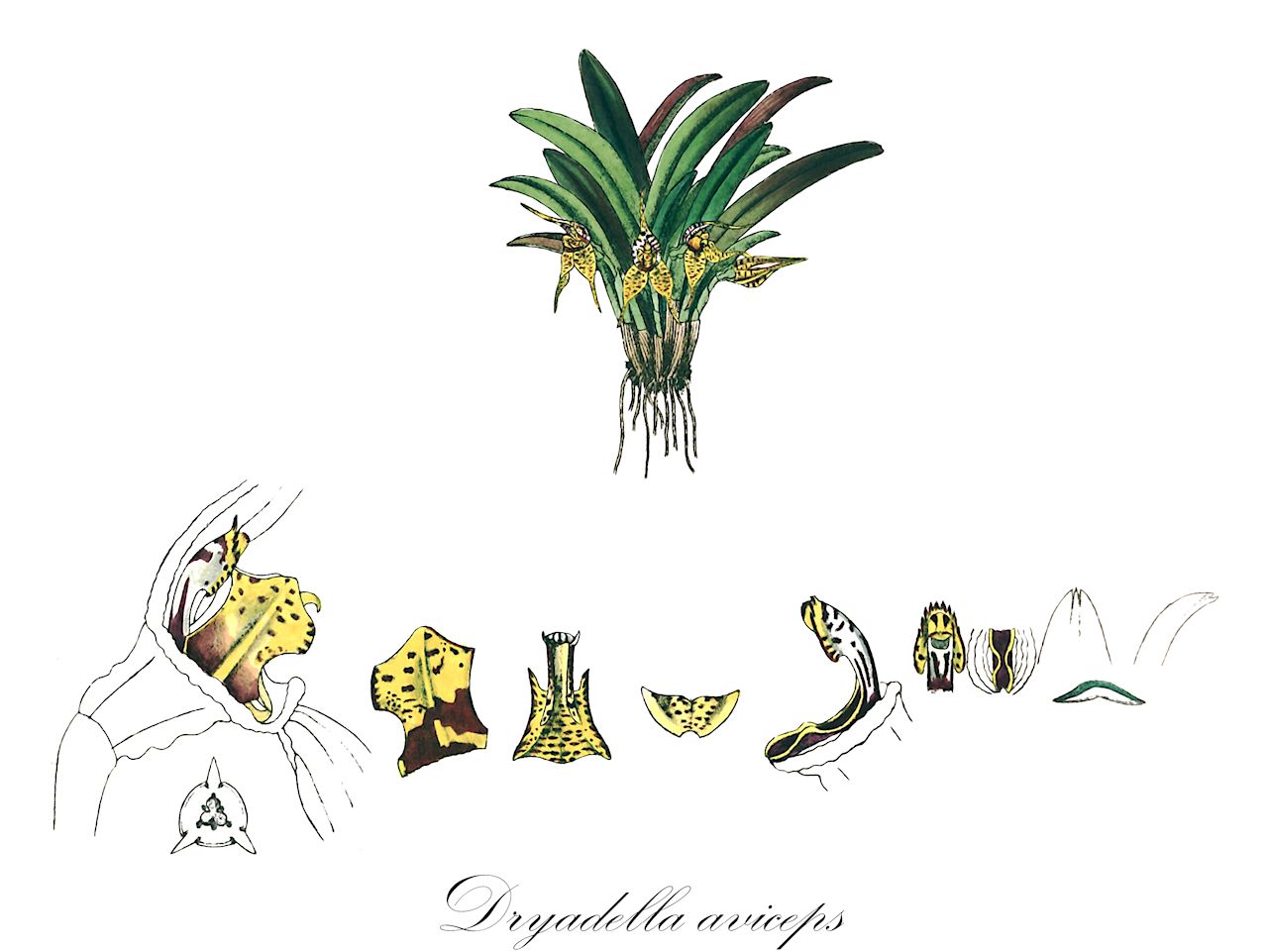 Dryadella aviceps - Orchidaceae,Plantae,Pteridobiotina,Angiosperms,Asparagales,Orchidaceae,Dryadella,Dryadella aviceps,Dryadella obrieniana, Dryadella silvana, Masdevallia aviceps, Masdevallia bradei, Masdevallia obrieniana, Masdevallia paulensis, Masdevallia sessilis, Masdevallia simula var. obrieniana, Pleurothallis aviceps