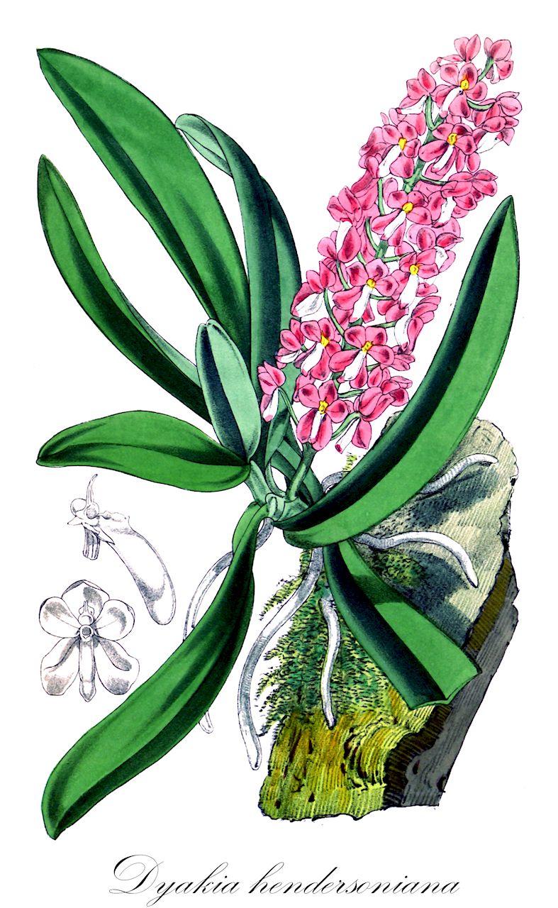 Dyakia hendersoniana - Orchidaceae,Plantae,Pteridobiotina,Angiosperms,Asparagales,Orchidaceae,Dyakia,Dyakia hendersoniana,Ascocentrum hendersonianium, Saccolabium hendersonianum