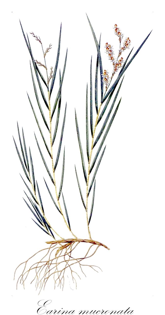 Earina mucronata - Orchidaceae,Earina quadrilobata, Epidendrum mucronatum,Plantae,Pteridobiotina,Angiosperms,Asparagales,Orchidaceae,Earina,Earina mucronata