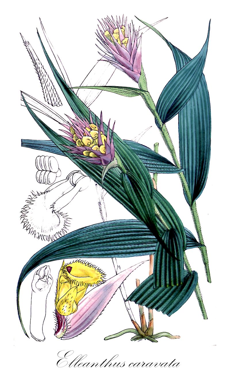 Elleanthus caravata - Orchidaceae,Plantae,Pteridobiotina,Angiosperms,Asparagales,Orchidaceae,Elleanthus,Elleanthus caravata,Cymbidium hirsutum, Elleanthus lepidus, Epidendrum hirsutum, Evelyna caravata, Evelyna lepida, Serapias caravata, Sobralia caravata