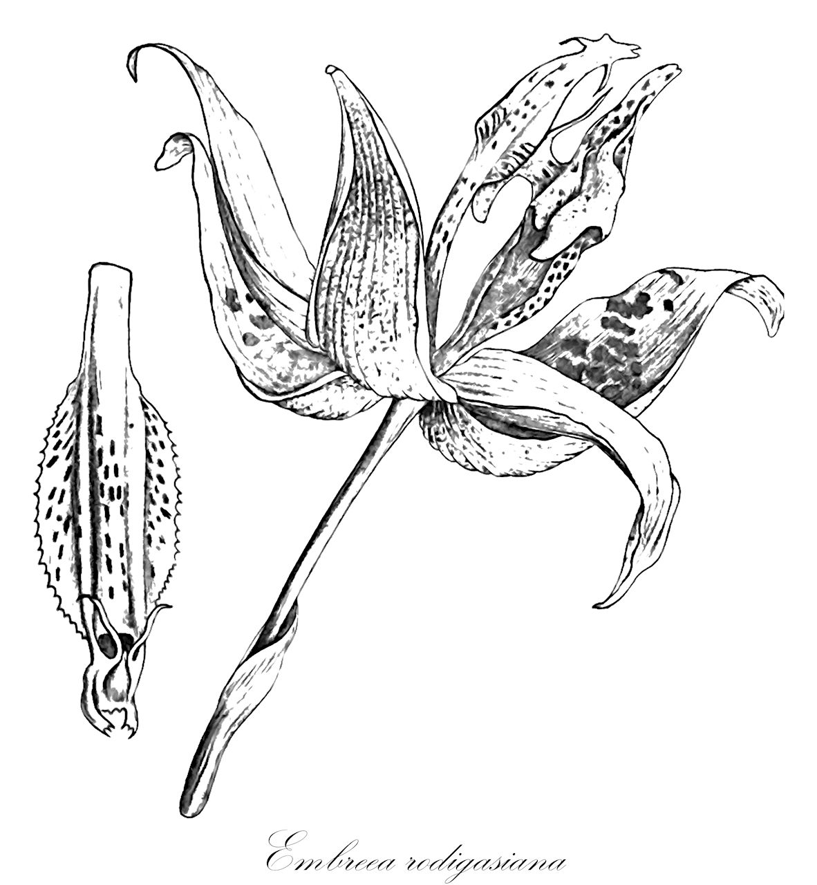 Embreea rodigasiana - Orchidaceae,Plantae,Pteridobiotina,Angiosperms,Asparagales,Orchidaceae,Embreea,Embreea rodigasiana,Stanhopea rodigasiana