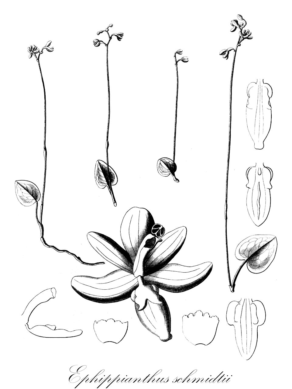Ephippianthus schmidtii - Orchidaceae,Plantae,Pteridobiotina,Angiosperms,Asparagales,Orchidaceae,Ephippianthus,Ephippianthus schmidtii,Ephippianthus sachalinensis