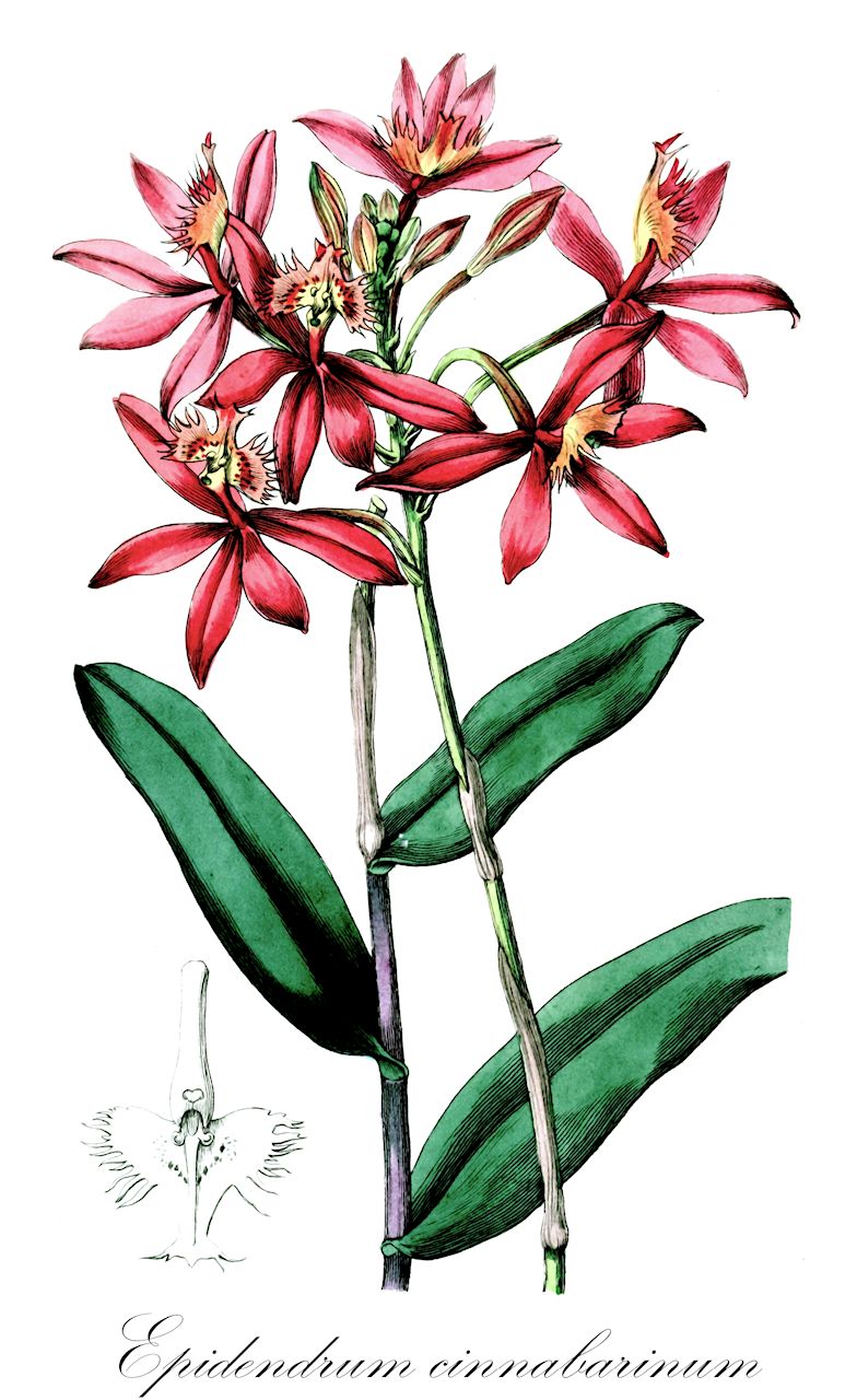 Epidendrum cinnabarinum - Orchidaceae,Plantae,Pteridobiotina,Angiosperms,Asparagales,Orchidaceae,Epidendrum,Epidendrum cinnabarinum